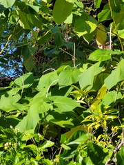 Piper auritum