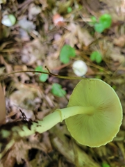 Lepiota clypeolaria