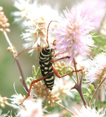 Placosternus erythropus