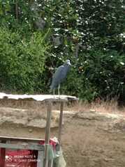 Egretta caerulea