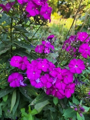 Phlox paniculata