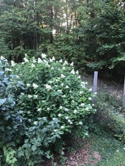 Hydrangea paniculata