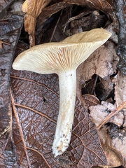 Lactarius