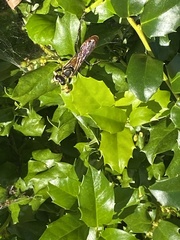 Sphex habenus