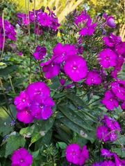 Phlox paniculata