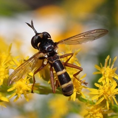 Conops quadrifasciatus