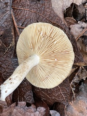 Lactarius