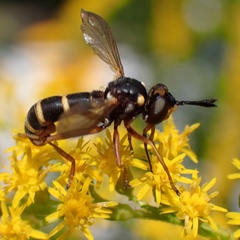 Conops quadrifasciatus