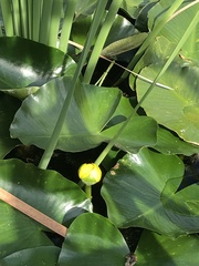 Nuphar