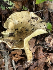 Tricholoma equestre