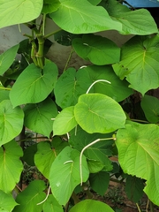 Piper auritum
