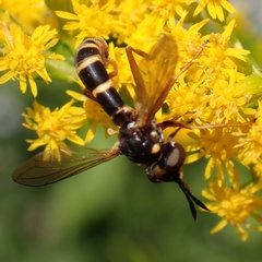 Conops quadrifasciatus
