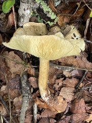 Tricholoma equestre