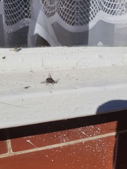 Muscidae