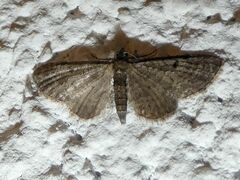 Eupithecia virgaureata