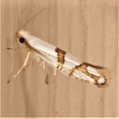 Argyresthia oreasella