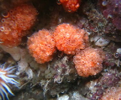 Aplidium benhami