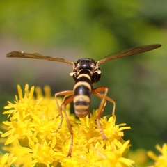 Conops quadrifasciatus