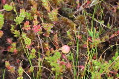 Vaccinioideae
