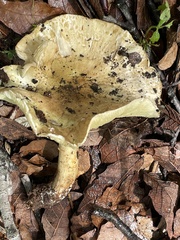 Tricholoma equestre