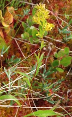 Solidago uliginosa