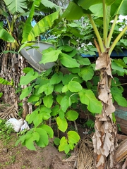 Piper auritum