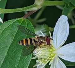 Syrphus