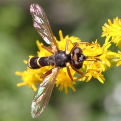 Conops quadrifasciatus