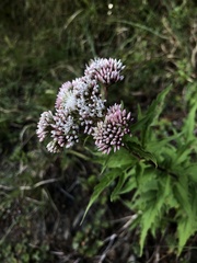 Eupatorium formosanum