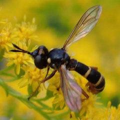 Conops quadrifasciatus