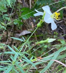 Rhexia mariana