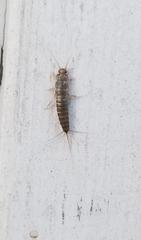 Lepismatidae