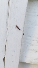 Lepismatidae