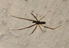 Episinus truncatus