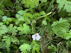 Bacopa monnieri