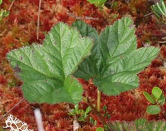 Rubus chamaemorus