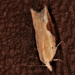 Pseudexentera costomaculana