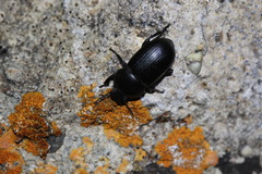 Phylan abbreviatus