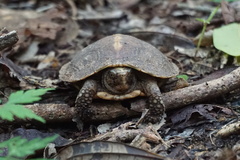 Rhinoclemmys rubida rubida