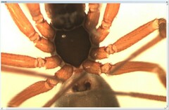 Walckenaeria mitrata