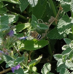 Anthophora californica