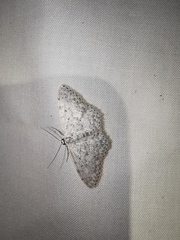 Scopula marginepunctata