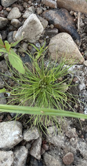 Fimbristylis vahlii