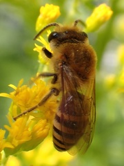 Colletes hederae