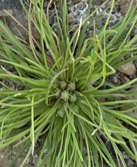 Fimbristylis vahlii