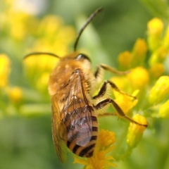 Colletes hederae