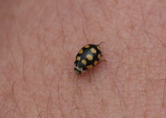Coccinula quatuordecimpustulata