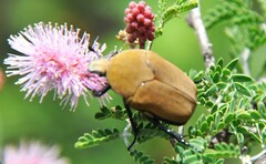 Hologymnetis cinerea