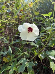 Hibiscus aculeatus