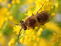 Colletes hederae